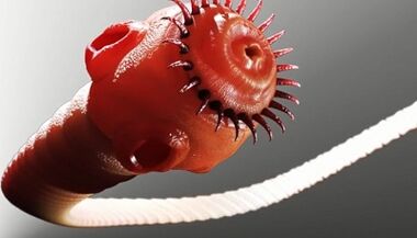 Vrste parazita u ljudskom tijelu