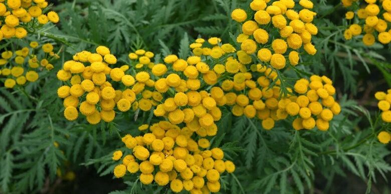 tansy za uklanjanje parazita iz tijela